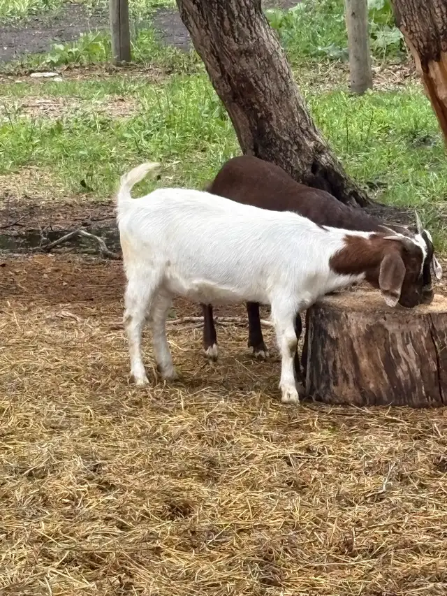 Boar Goats