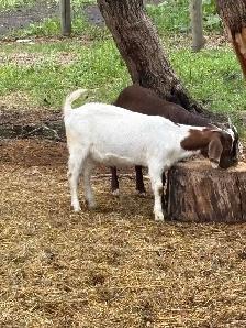 Boar Goats