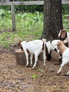 Boar Goats - Photo 2