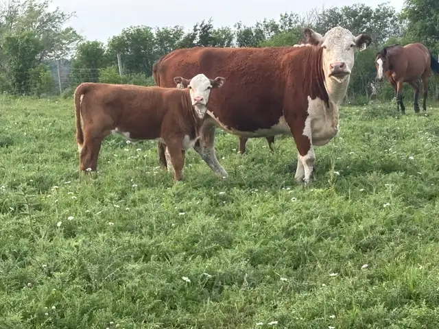 Hereford pairs