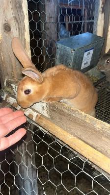 Rex Kits - Photo 2