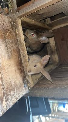 Rex Kits - Photo 3