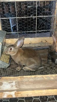Rex Kits - Photo 6