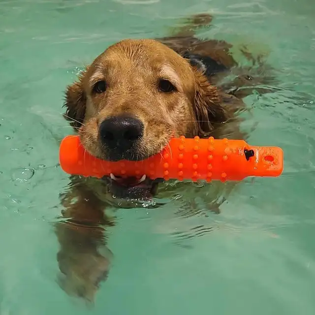Canine Hydrotherapy & Swimming