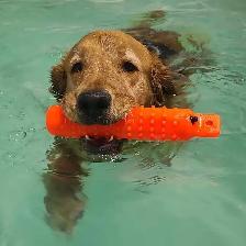 Canine Hydrotherapy & Swimming