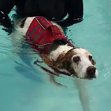 Canine Hydrotherapy & Swimming - Photo 3