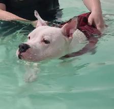 Canine Hydrotherapy & Swimming - Photo 5