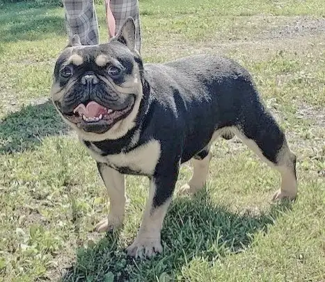 BULLDOGS FRANÇAIS - ADULTES NON STÉRILISÉS