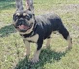 BULLDOGS FRANÇAIS - ADULTES NON STÉRILISÉS