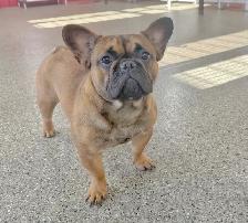 BULLDOGS FRANÇAIS - ADULTES NON STÉRILISÉS - Photo 4