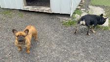 BULLDOGS FRANÇAIS - ADULTES NON STÉRILISÉS - Photo 5