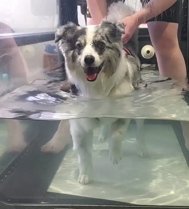 Top Dog: Canine Conditioning & Rehabilitation