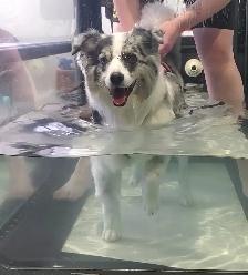 Top Dog: Canine Conditioning & Rehabilitation