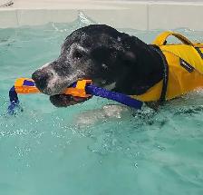 Top Dog: Canine Conditioning & Rehabilitation - Photo 2