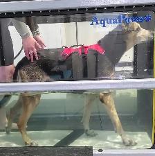 Top Dog: Canine Conditioning & Rehabilitation - Photo 6