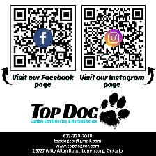 Top Dog: Canine Conditioning & Rehabilitation - Photo 7