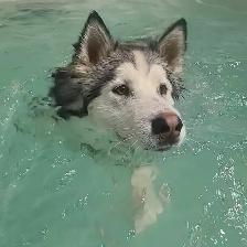 Top Dog: Canine Conditioning & Rehabilitation - Photo 9