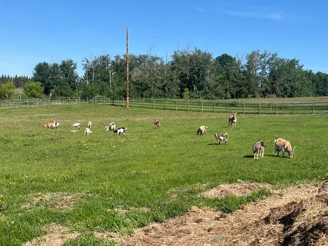 Pygmy goats aka brush mowers
