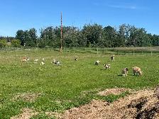 Pygmy goats aka brush mowers