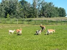 Pygmy goats aka brush mowers - Photo 2