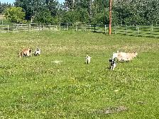 Pygmy goats aka brush mowers - Photo 3