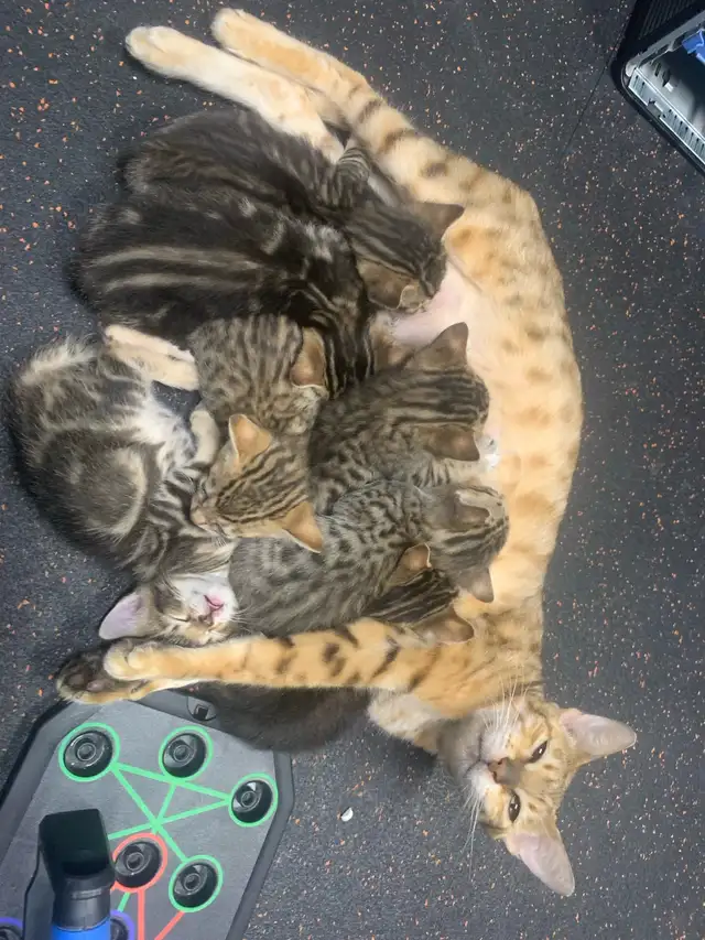 Bebe chat Bengal/tabby