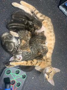 Bebe chat Bengal/tabby