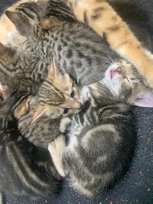 Bebe chat Bengal/tabby - Photo 3