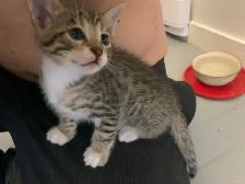 Bebe chat Bengal/tabby - Photo 4