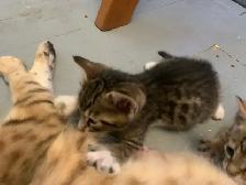 Bebe chat Bengal/tabby - Photo 5