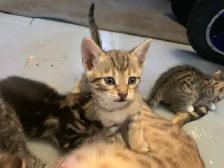 Bebe chat Bengal/tabby - Photo 6