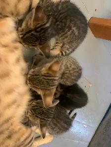 Bebe chat Bengal/tabby - Photo 7