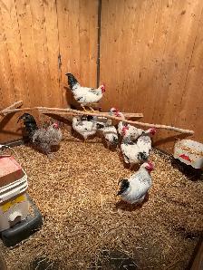 roosters