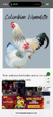 roosters - Photo 2