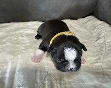 BOSTONS TERRIER - FEMELLES