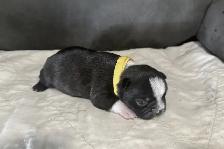 BOSTONS TERRIER - FEMELLES - Photo 2