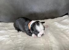 BOSTONS TERRIER - FEMELLES - Photo 3