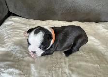 BOSTONS TERRIER - FEMELLES - Photo 4