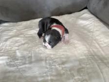 BOSTONS TERRIER - FEMELLES - Photo 5