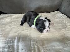 BOSTONS TERRIER - FEMELLES - Photo 7