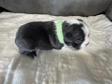 BOSTONS TERRIER - FEMELLES - Photo 8