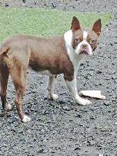BOSTONS TERRIER - FEMELLES - Photo 9