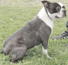 BOSTONS TERRIER - FEMELLES - Photo 10