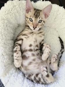 TICA Registered Male Bengal Kitten