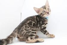 TICA Registered Male Bengal Kitten - Photo 2