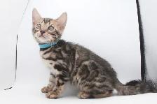 TICA Registered Male Bengal Kitten - Photo 3