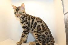 TICA Registered Male Bengal Kitten - Photo 4