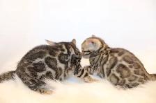 TICA Registered Male Bengal Kitten - Photo 5