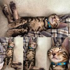 TICA Registered Male Bengal Kitten - Photo 6