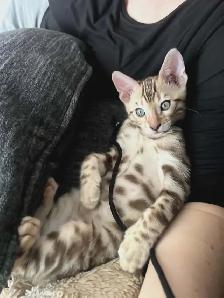 TICA Registered Male Bengal Kitten - Photo 7